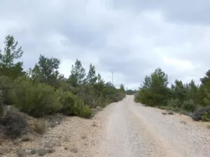 FINCA CINEGETICA EN CUENCA - 1315
