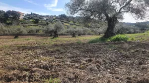Finca 2 ha olivos centenarios Salvaleón Badaj