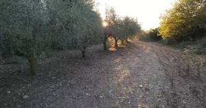 Finca rústica en venta