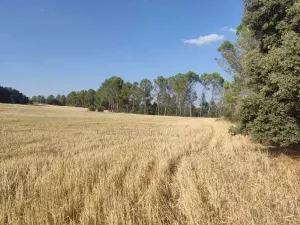SE VENDE FINCA RÚSTICA EN ALCOCER (GUADALAJAR