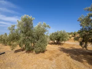 Olivar en Castillo de Tajarja