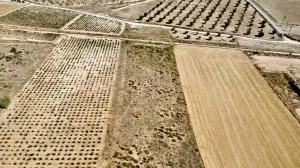 Terreno rústico en venta en Villena, Alicante