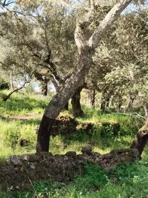 Venta de dehesa