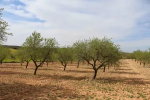 Finca caza menor en Albacete Ref. 1526