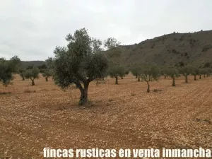 finca en venta 321 has viña olivar caza menor
