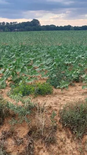 Se vende finca regadío 200 Has