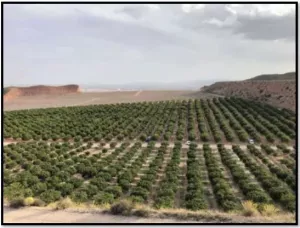 FINCA EN ALHAMA DE MURCIA