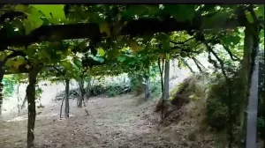 Parcela en aldea Gallega