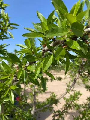 Finca de almendro en producción