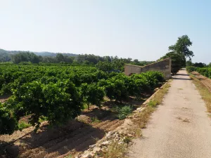 Finca de naranjos en producción