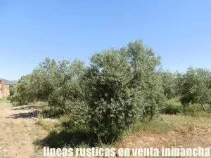finca en venta 28 has. olivar regadío