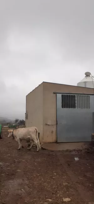 Se vende finca rústica en Catí, Castellón