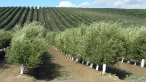 Venta 30 hect con Olivos intensivo  en Córdob
