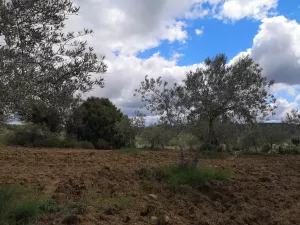 Olivar en San Felices de los Gallegos