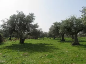 Finca Recre e La Vera Ref. 1505