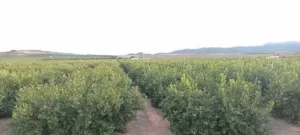 FINCA DE REGADÍO DE CÍTRICOS -FUENTE LIBRILLA