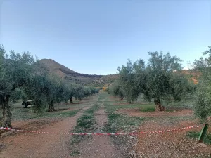 Finca rústica de 490 olivos aprox.