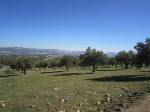 FINCA CINEGETICA EN CIUDAD REAL - 1416