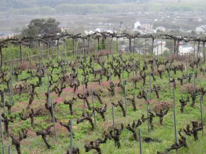 FINCA CON VIÑEDO EN ORENSE - 1362