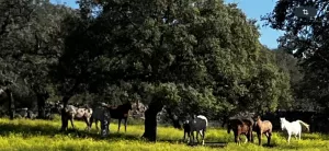 GRAN FINCA DE LUJO A SOLO 50 KM DE SEVILLA