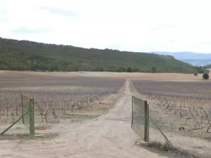 FINCA CINEGETICA EN CUENCA - 1315