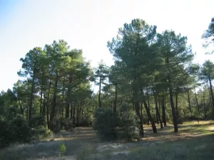 FINCA DE RECREO EN SEGOVIA - 1302