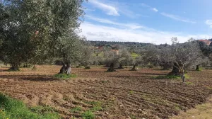 Finca 2 ha olivos centenarios Salvaleón Badaj