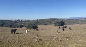 OPORTUNIDAD FINCA GANADERA DE 440has