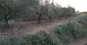 Finca rústica en venta
