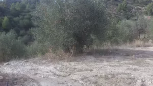 Finca rustica