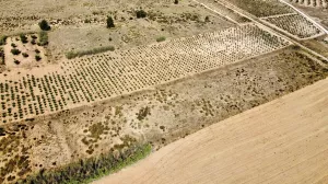 Terreno rústico en venta en Villena, Alicante