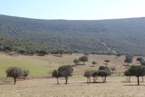 Finca de caza y recreo en Albacete Ref. 1523