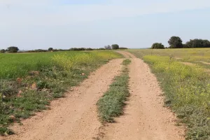 Finca caza menor en Albacete Ref. 1526