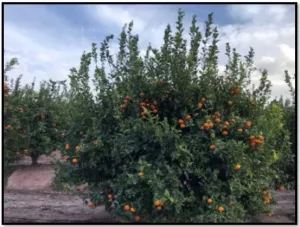 FINCA EN ALHAMA DE MURCIA