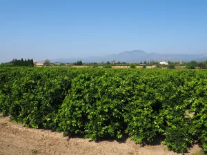 Finca de naranjos en producción