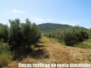 finca en venta 28 has. olivar regadío