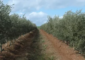 Venta 30 hect con Olivos intensivo  en Córdob