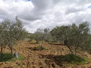 Olivar en San Felices de los Gallegos