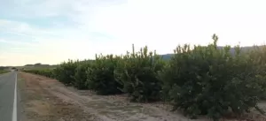 FINCA DE REGADÍO DE CÍTRICOS -FUENTE LIBRILLA