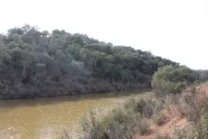 FINCA DE CAZA Y CORCHO EN HUELVA - 1447