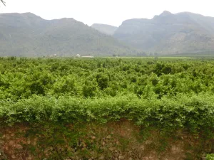 FINCA DE RECREO Y AGRICOLA EN VALENCIA - 1401