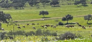 GRAN FINCA DE LUJO A SOLO 50 KM DE SEVILLA