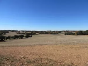 FINCA DE LABOR Y CAZA MENOR EN CIUDAD REAL