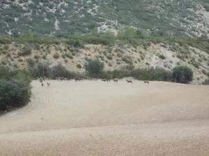 FINCA CINEGETICA EN CUENCA - 1315