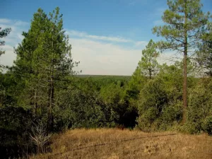FINCA DE RECREO EN SEGOVIA - 1302