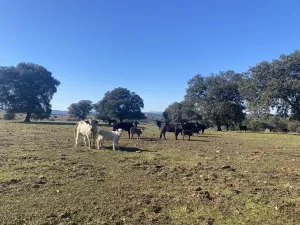 OPORTUNIDAD FINCA GANADERA DE 440has