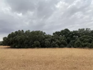 Finca DE 47 hectáreas, con 2 casas en Cuenca