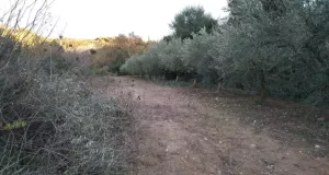 Finca rústica en venta