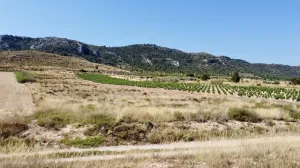 Terreno rústico en venta en Villena, Alicante