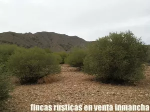 finca en venta 321 has viña olivar caza menor